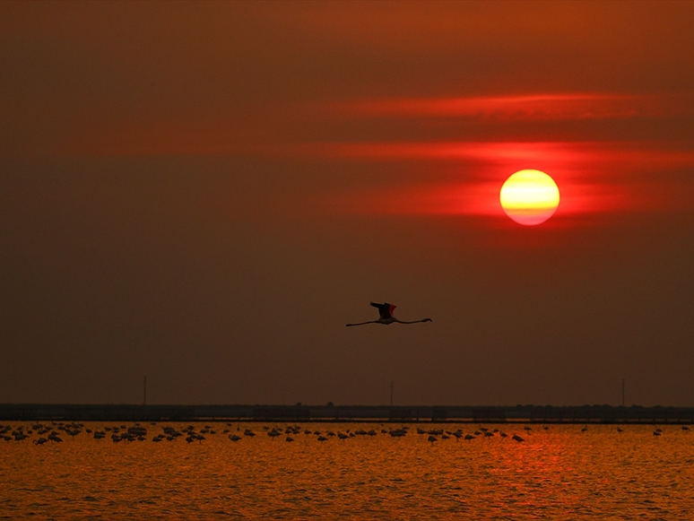 Günbatımı ve Flamingolardan Görsel Şölen
