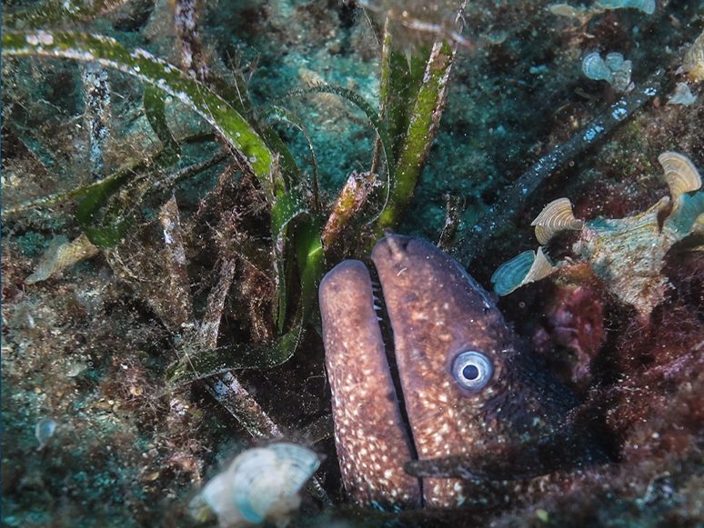 Su Altı Fotoğrafçılığı Meraklıları Karaburun'da