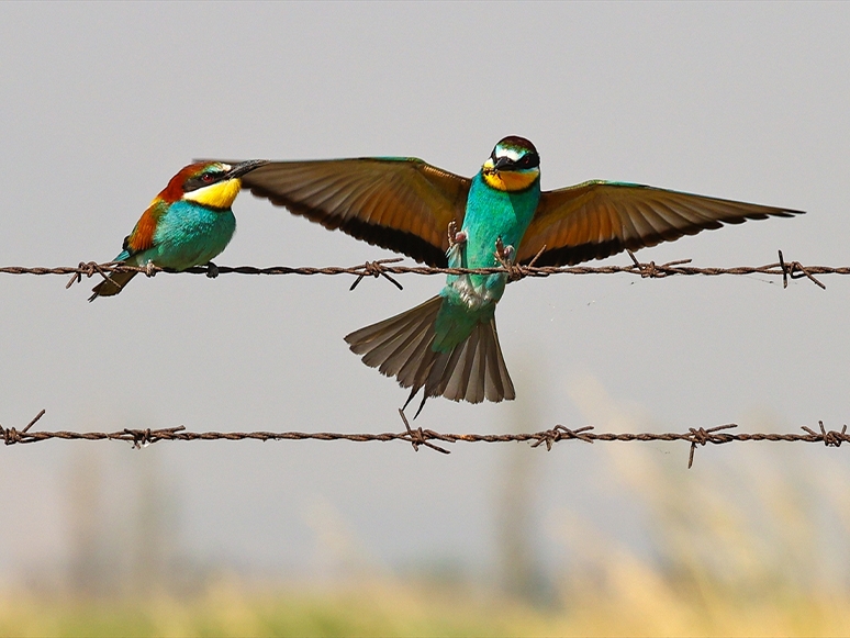 Renkli Tüyleriyle Dikkat Çeken Arı Kuşları