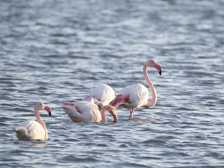 Yüzlerce Kuş Türünün Yaşam Alanı: UNESCO Adayı Gediz Deltası