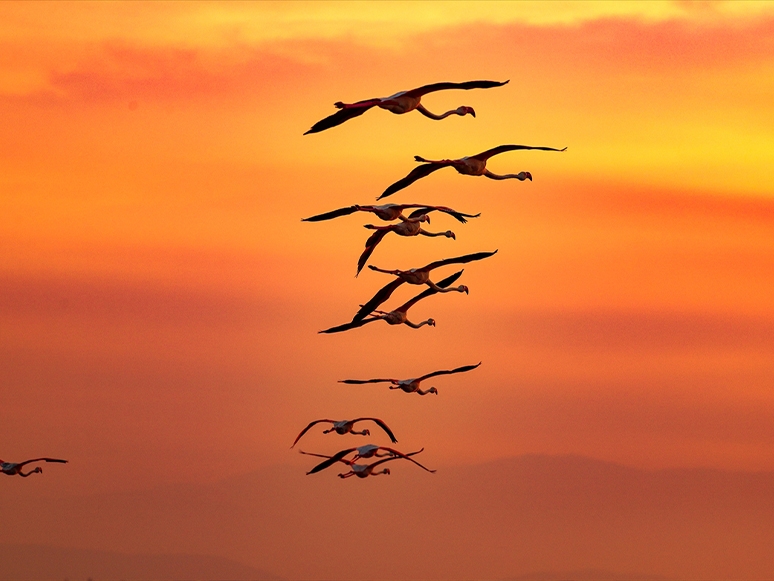 Günbatımı ve Flamingolardan Görsel Şölen