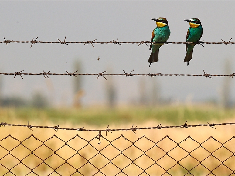 Renkli Tüyleriyle Dikkat Çeken Arı Kuşları
