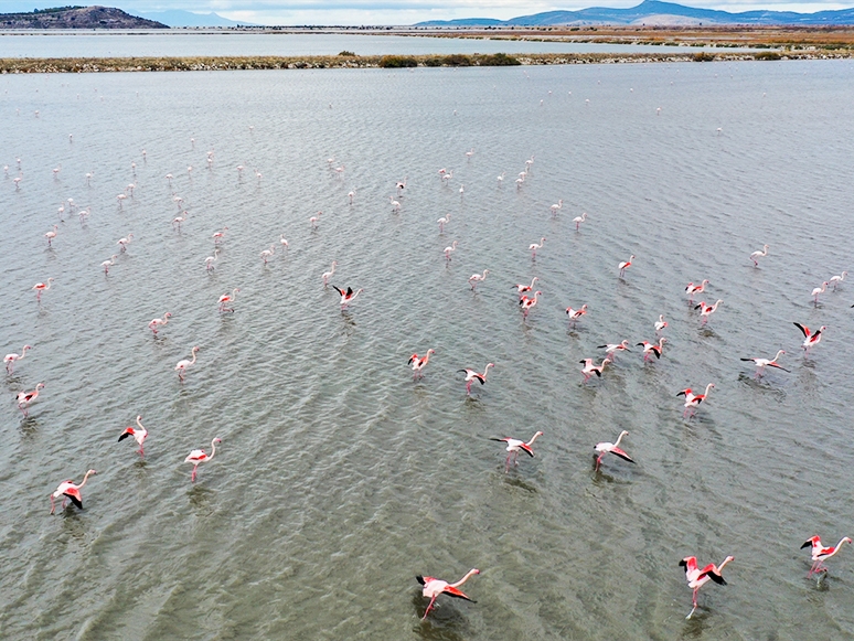 Yüzlerce Kuş Türünün Yaşam Alanı: UNESCO Adayı Gediz Deltası